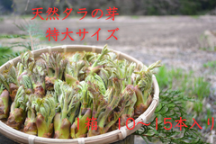 天然タラの芽　特大サイズ