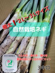 【太すぎなので値下げしました❗】極太❗超肉厚自然栽培ネギ　根付き・葉付き・土付き