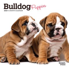 【輸入版】2024年 子犬のブルドッグ ミニ カレンダー / ブラウントラウト 17.8 x 35.6 cm (Bulldog Puppies  Calendar)