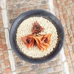 ニグラVミニマ ハオルチア Mサイズ5.5ｃｍポット Haworthia nigra v Minima 多肉植物 多肉永遠