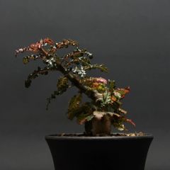 "Boswellia nana" ボスウェリア ナナ 管理2133