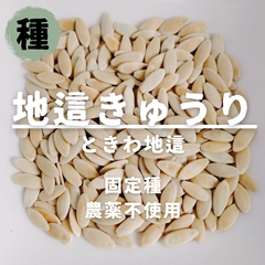 【種】きゅうり　ときわ地這　農薬不使用　20粒