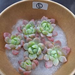 ☆スモールピーチ☆カット６苗セット　⑤