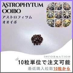 【種子】アストロフィツム オオイボ /セット割あり 数量10粒から購入可