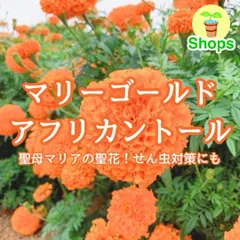 天然マリーゴールドの花種大量１万粒パック＋選べる粗品プレゼント。匿名送料無料 天然マリーゴールドの花種、 1万粒 ＋選べる粗品をプレゼント