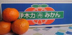 長崎県産 伊木力🍊小みかんカラマンダリン 💕濃厚甘酸っぱくて美味しい♪