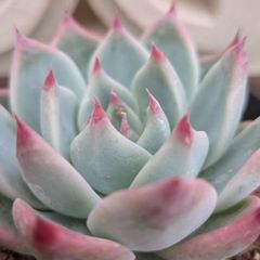 多肉植物エケベリア属 桃太郎