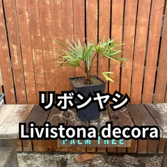 鉢ごと発送】 リボンヤシ Livistona decora 2024-2-29-ld5 - メルカリ