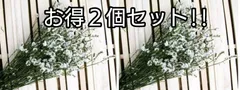 めぐみ工房 北海道ドライフラワー・ホワイトスター大束 お得2個セット