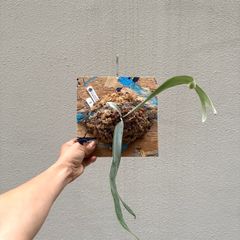 P.'E-1'（bifurcatum sp. white）OCビカクシダ/"PaintBoard" 01