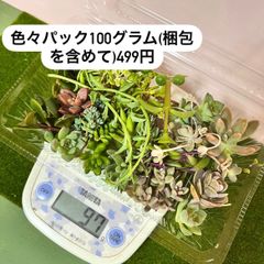 多肉植物カット苗〜色々セット(レモータ.タイトゴメ.姫秀麗，子持ち蓮