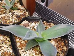 アガベモンタナ抜き苗1株プランツタグ付き