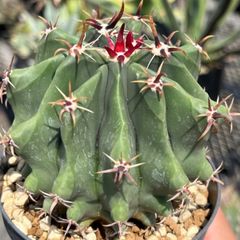 短刺巨鷲玉　Ferocactus horridus brevispinus　サボテン