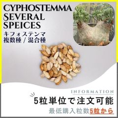 【種子】キフォステンマ 複数種・混合種 /セット割あり 数量5粒から購入OK