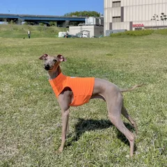 専用　油絵　イタリアングレーハウンドの美しいMickeyちゃんと小花咲く草原 専用油絵イタリアングレーハウンドの美しいMickeyちゃんと小花