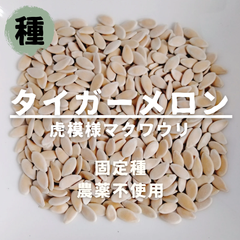 【種】マクワウリ　虎皮タイガーメロン　農薬不使用　30粒