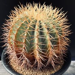 フィカスベンガレンシスロイ 曲がり 観葉植物 大型 室内 10号鉢185cm