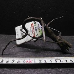枝流木　リベラ　ウッドルーツＳ　1点物　No.159　天然　デルフィス　アク抜き済み　レイアウト　アクアリウム　RIVERA