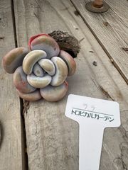 ララ　エケベリア　トロピカルガーデン　多肉植物