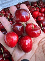 2セット限定‼️10r大粒500g‼️常温便　アメリカンチェリー 　母の日　父の日　家庭用　果物空輸直送　ジューシーな果肉｜American Premium Cherries 車厘子 美國櫻桃 さくらんぼ　国内検品発送