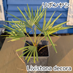 【鉢ごと発送】　8号鉢　リボンヤシ　Livistona decora　(ビロウ属)　2025.4.21Ld1