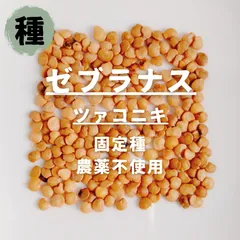 【種】ゼブラナス　ツァコニキ　無農薬　30粒