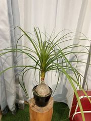 トックリラン A3 室内 インテリア 観葉植物
