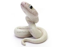 【動物の惑星】テキサスラットスネーク（リューシスティック）フィギュア