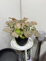 シンゴニウム・ピンクスプラッシュ　カラーリーフ　キレイ　観葉植物　インテリア　グリーン