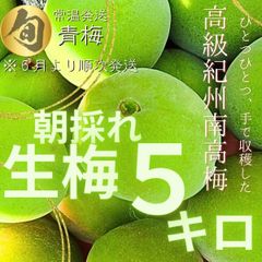 待望の販売開始　大容量　紀州南高梅　青梅　5㎏入り 5ｷﾛ 生もの　新鮮新物！　ここ和歌山から産地直送　朝採れ　レシピ付き　梅酒　梅シロップ　梅干し　梅酒　梅シロップ　手作り　梅仕事　雹被害での多少傷あり　※出荷は２６日頃から　宅配便　常温配送
