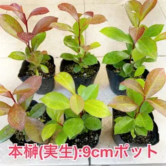 国内外の人気が集結 2023今年実生チビちゃん苗セットh 植物/観葉植物