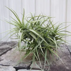 数年物　チランジア ベルゲリー　クランプ チランドシア・ベルゲリー クランプ - 植物と暮らす m-plant
