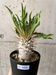 ナマクアナム　塊根植物　コーデックス　発根済み Pachypodium namaquanum パキポディウム ナマクアナム 発根済