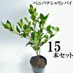 【15本セット】ベニバナシャリンバイ樹高0.4ｍ前後15cmポット