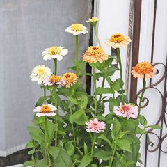 花苗 ジニア シンデレラ 3号 高性 百日草 かわいい 秋までよく咲く 夏の花