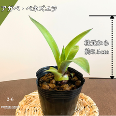 【沖縄育ち】約8.5cm アガベ・ベネズエラ 観葉植物 初心者向け ガーデニング 南国 ☆2-6