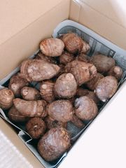 ねっとり食感の新潟県産　土垂里芋1.5kg