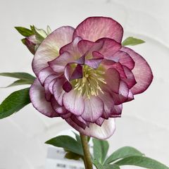 クリスマスローズ　開花株　4号ラベル苗【個体番号B-7】※メルカリ便発送