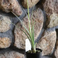 2025年最新】アガパンサス ピンクの人気アイテム - メルカリ