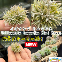 チランジア イオナンタ ミニマウス Tillandsia ionantha Mini Mouse＊エアプランツ＠フラワーショップ江口