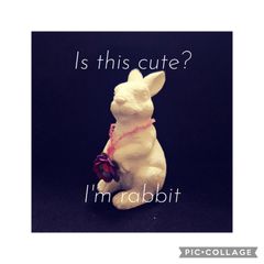 Rabbit