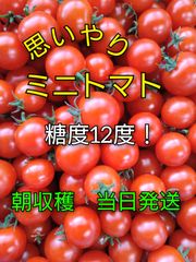 思いやりミニトマト　800グラム　サイズいろいろ