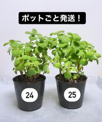 アロマティカス ポットごと発送！無農薬 多肉植物/ハーブ　ｍ24 アロマティカス ポットごと発送！無農薬 多肉植物/ハーブ m24