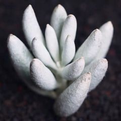 お盆セール】ディオーン・エデュレ / 脇芽付き 新芽展開中
