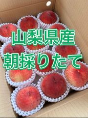 f111 クール便　藤稔2箱+大玉1箱　贈り物 お盆手土産 クール便 山梨県産 ぶどう 種無し 藤稔2房 贈り物 お盆手土産