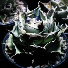 2025年最新】アガベ 黒豹の人気アイテム - メルカリ