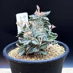 Y144 tulearensis トゥレアレンシス 実生苗 多肉植物 Euphorbia ユーフォルビア(サボテン)｜売買されたオークション情報、yahooの商品情報をアーカイブ公開  - オークファン 花、園芸