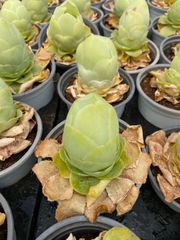 新入荷 カンテ 鮮やかな128苗セット 土と根付き 多肉植物