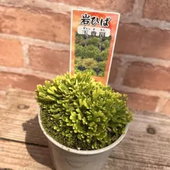 20年もの イワヒバ(イワ松) 元気が良いです 激安大特価 20年もの