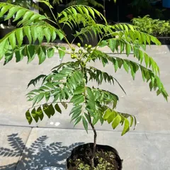 カレーリーフ成木訳あり出品(プロフ参照願います) カレーリーフ成木訳あり出品(プロフ参照願います)